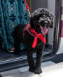 Renfe permitir� viajar con perros de hasta 40 kilos en todos sus trenes