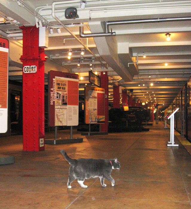 Sadi, el gato mascota del museo