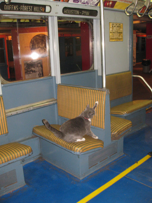 Gato mascota del Museo del Metro de Nueva York