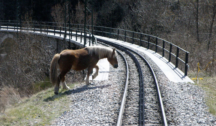 El recorrido de este ferrocarril tiene compañeros de viaje a los animales, domésticos o silvestres, que medran en las praderías y roquedos por los que discurre el ferrocarril, como este caballo situado a la entrada del viaducto de Toses.